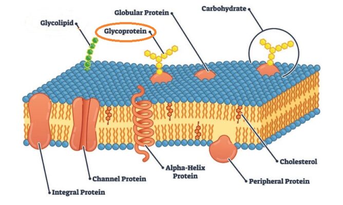 glycoprotein 1