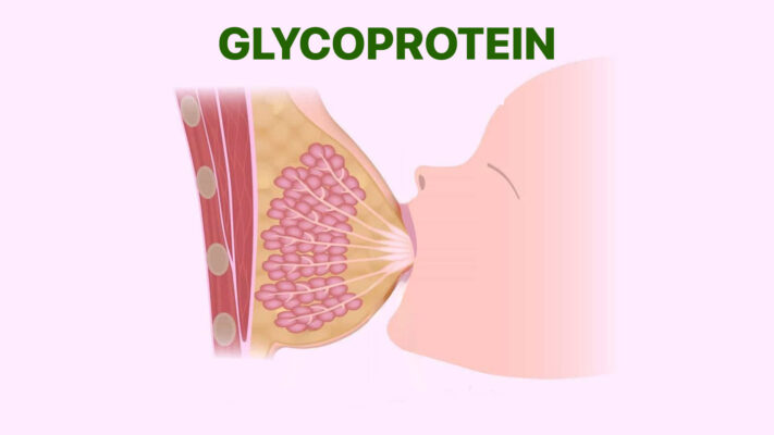glycoprotein trong sua me