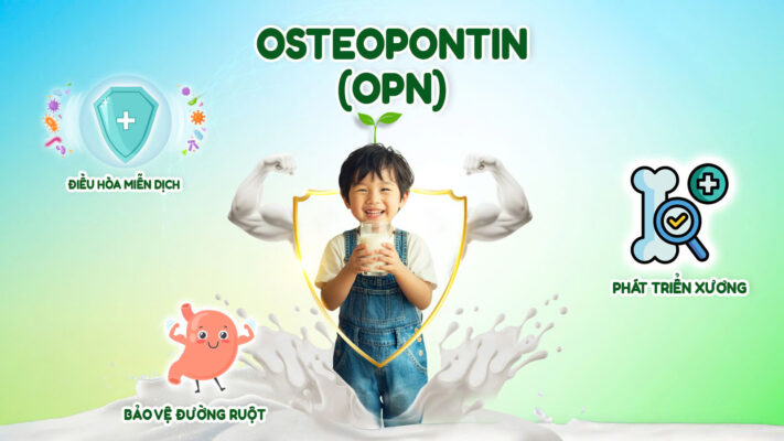 osteopontin beanstalk hsc sua nhat