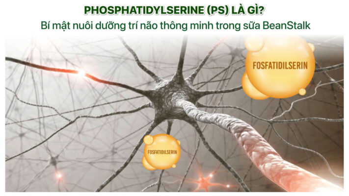 phosphatidylserine (ps) là gì